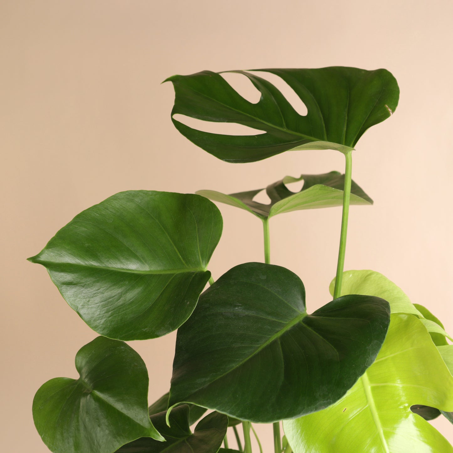 Monstera