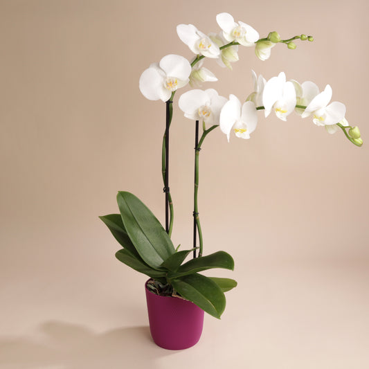 Weiße Orchidee