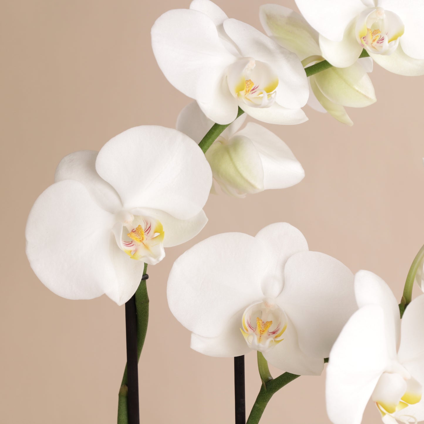 White orchid