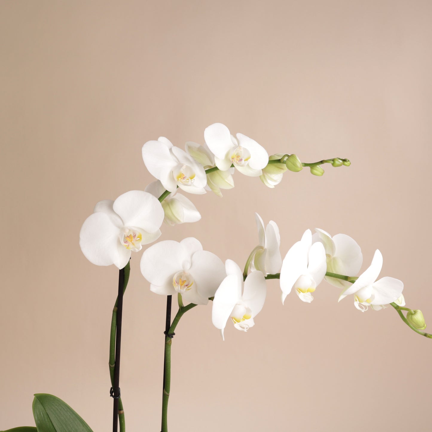 Orchidée blanche